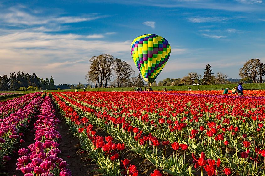 Tulip fields near Woodburn, Oregon.