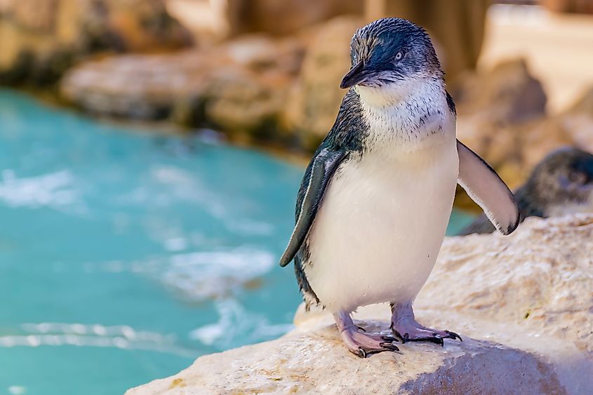 Australian penguin standing near the water at Penguin Island, Rockingham, Western Australia