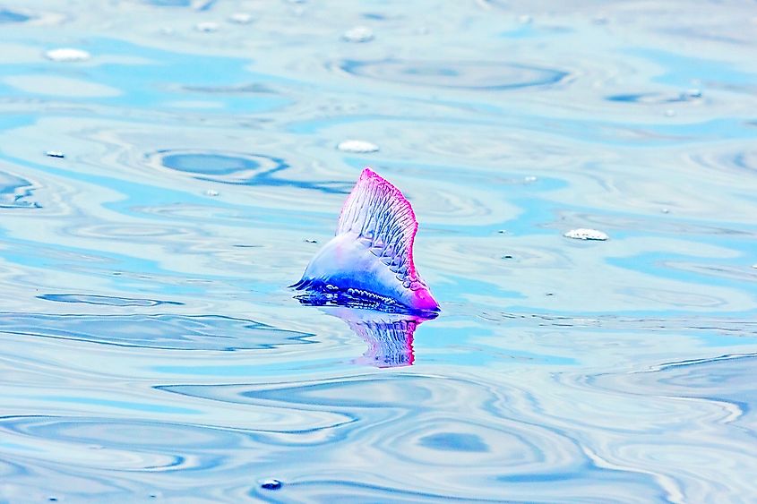 Close-up of a Portuguese Man-of-War, a jellyfish-like marine creature with a distinctive balloon-like float and long, stinging tentacles.