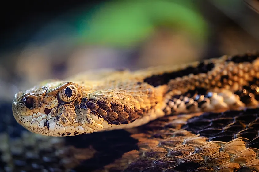 Timber rattlesnake