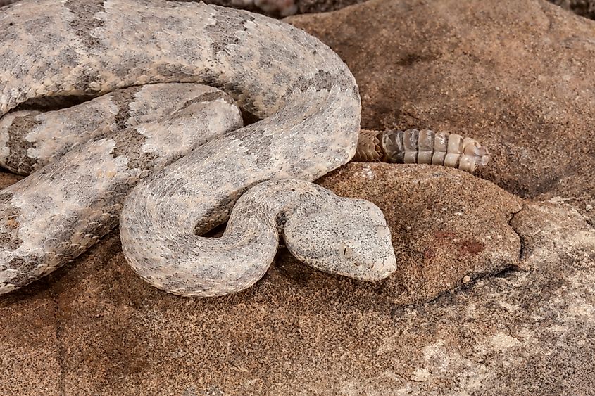 A rock rattlesnake.