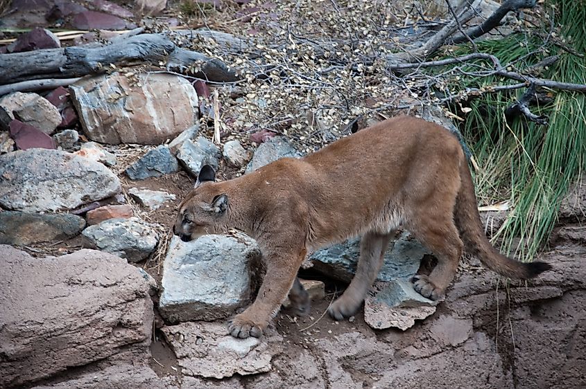 A North American cougar (Puma concolor couguar)