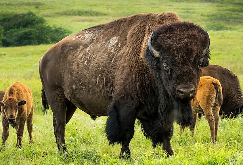 American bison on the Kansas Maxwell Prairie Preserve.