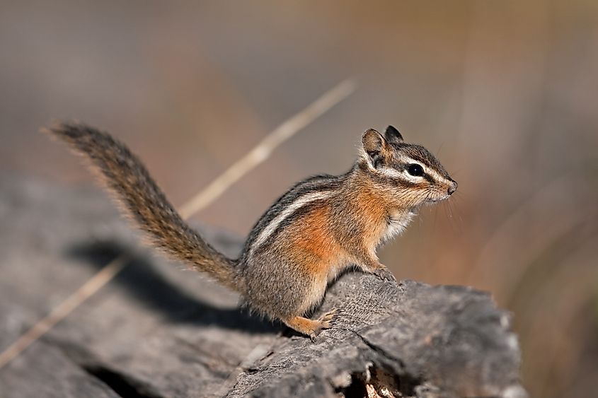 The Penasco least chipmunk is a subspecies of the least chipmunk.