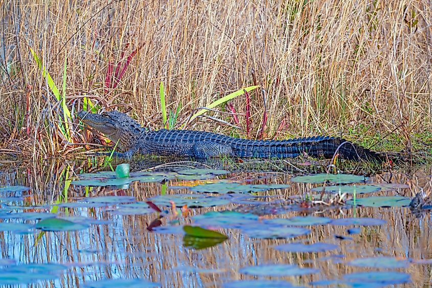 Alligator Sunning in the Grasses in the Okeefenokee National Wildlife Refuge in the Satilla River Basin in Georgia