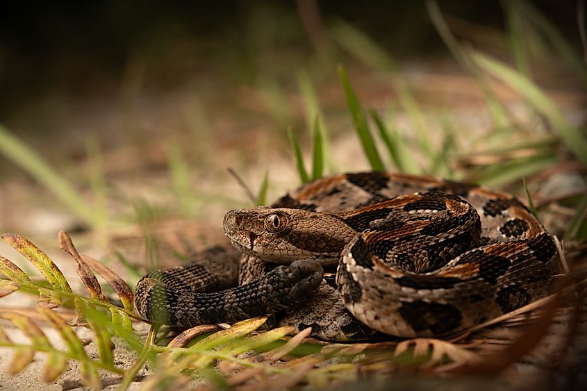 Baby timber rattlesnake (Crotalus horridus) in a bed of ferns.