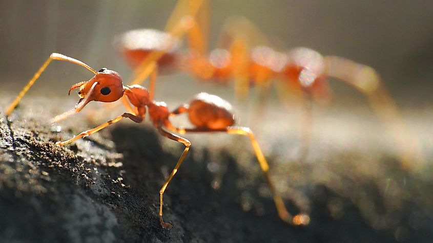 Close-up of a red fire ant.