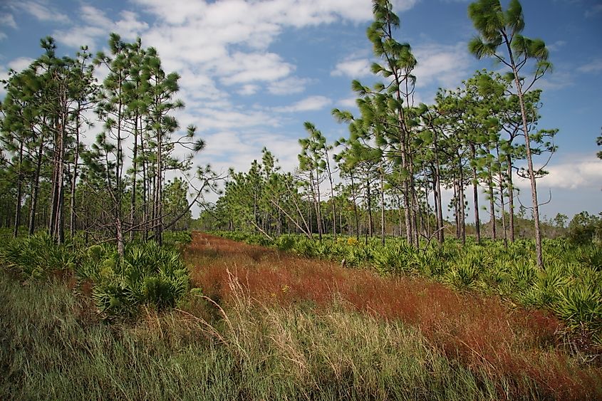 Three Lakes Wildlife Management Area. In Wikipedia. https://ceb.wikipedia.org/wiki/Three_Lakes_Wildlife_Management_Area By Florida Fish and Wildlife Conservation Commission - https://www.flickr.com/photos/myfwcmedia/48914728823/, Public Domain, https://commons.wikimedia.org/w/index.php?curid=83965345