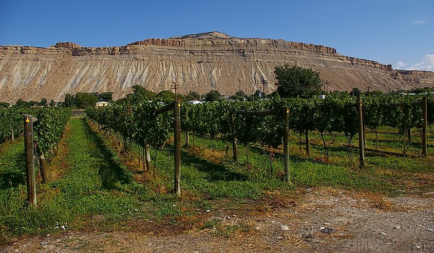 A vineyard near Palisades Colorado with the Palisade butte in the background.