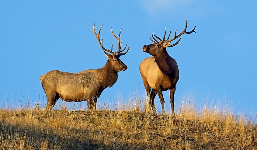 Two large bull elk stand on the top of a hill against the blue sky in the morning light in western Montana.