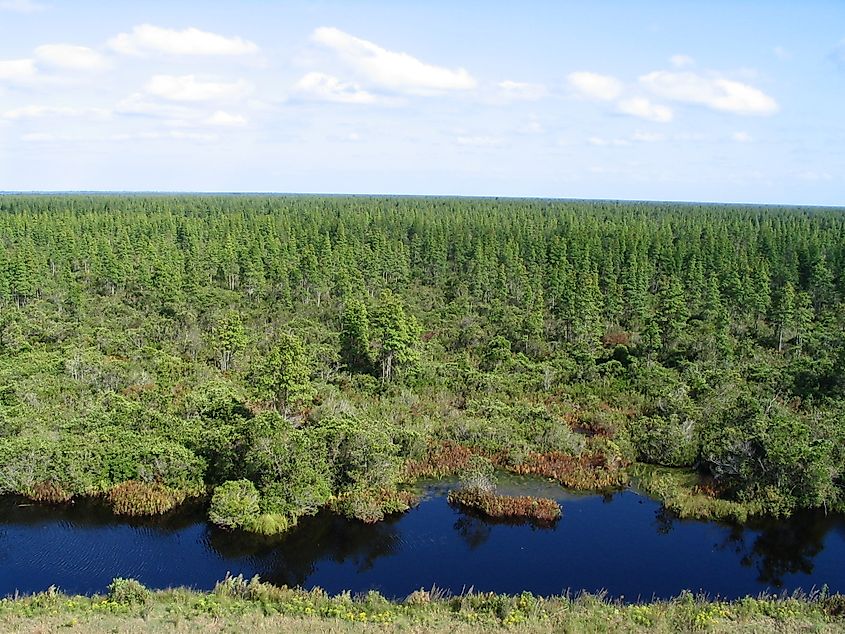 Looking down on part of Pocosin Lakes National Wildlife Refuge.