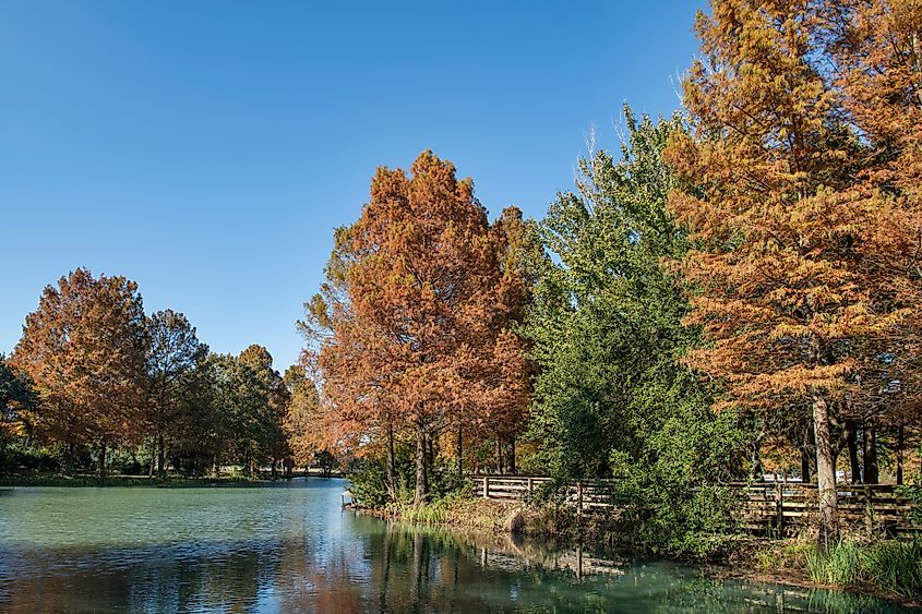 Fall foliage along a lake in Lafayette, Louisiana.