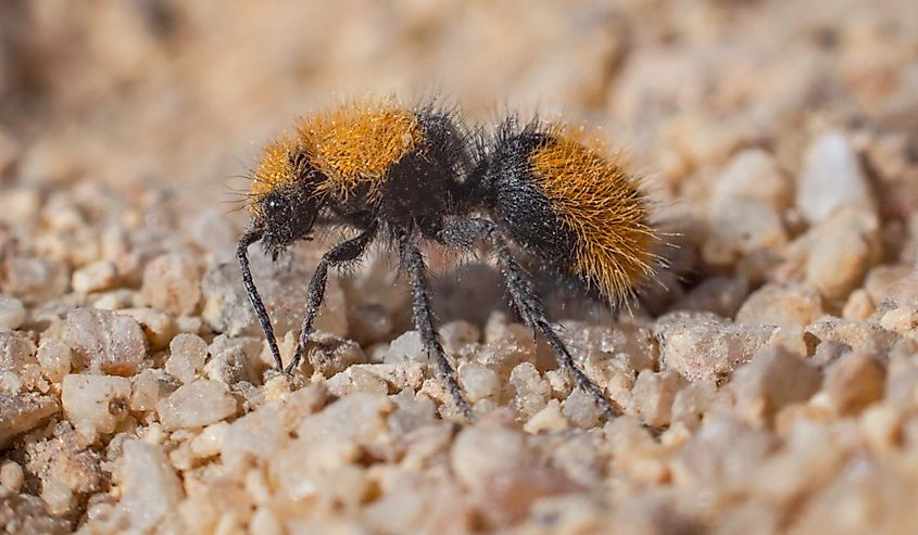 Velvet ant (wingless wasp female).