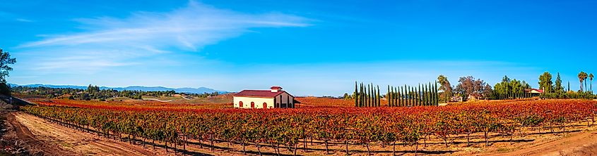 Autumn grapevine foliage and scenic vineyard landscape in Temecula Valley, Southern California.