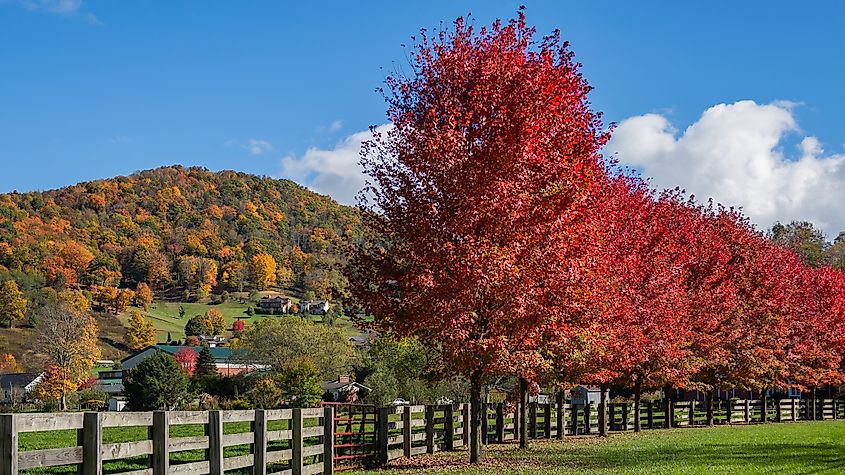 Vibrant red trees in Banner Elk, North Carolina.