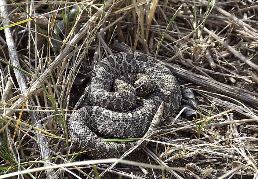 Western massasauga in the brush.