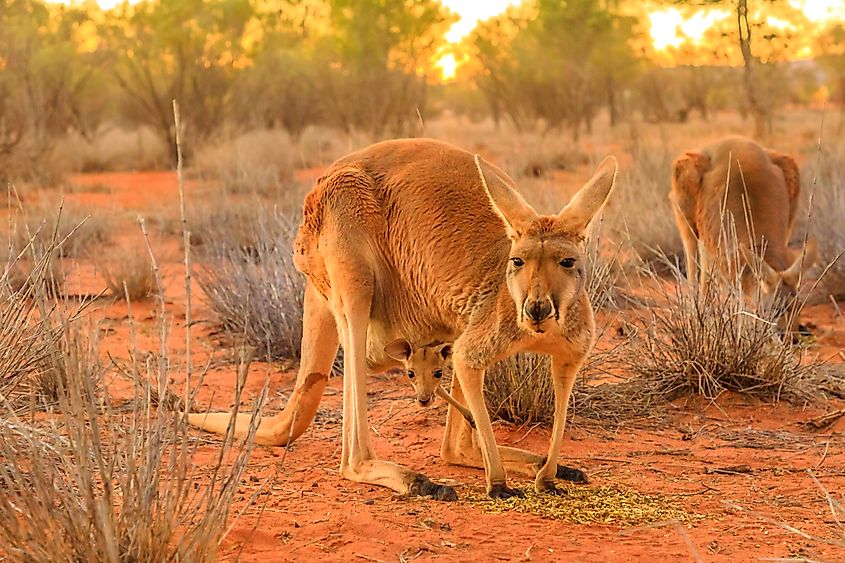 Red kangaroo.