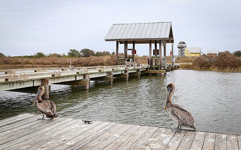 Brown pelicans stand on the fishing dock at Grand Isle State Park. Editorial credit: Wirestock Creators / Shutterstock.com.