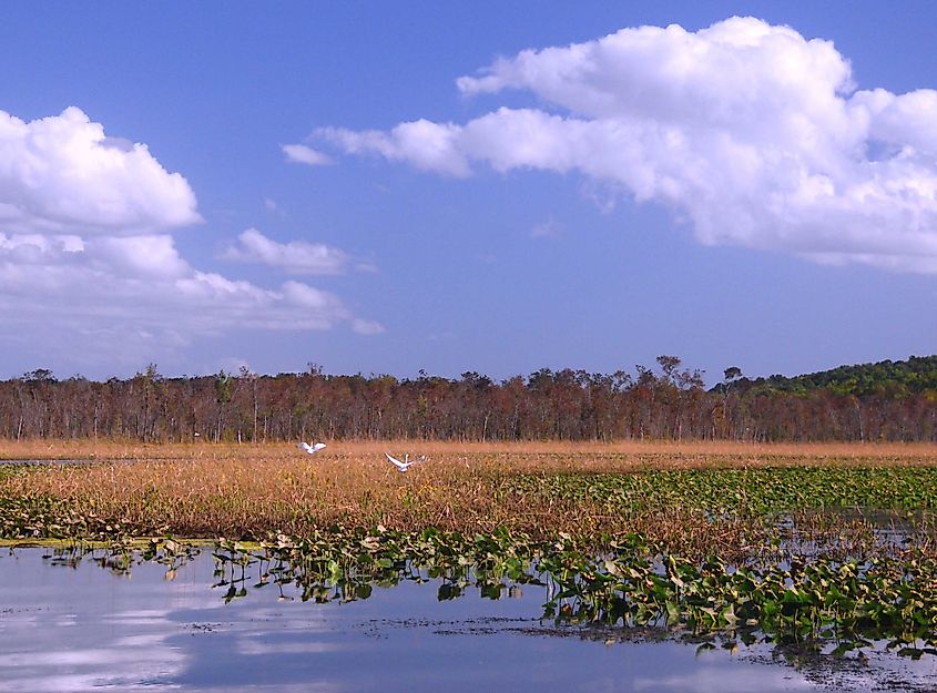 Tidal estuary of Mattawoman Creek flowing into the Potomac River in Charles County, Maryland