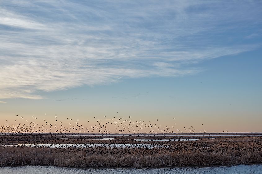Migratory birds at the Cheyenne Bottoms Wildlife Area, Kansas.