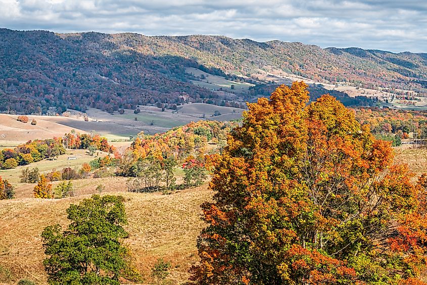 Maple trees in Virginia.