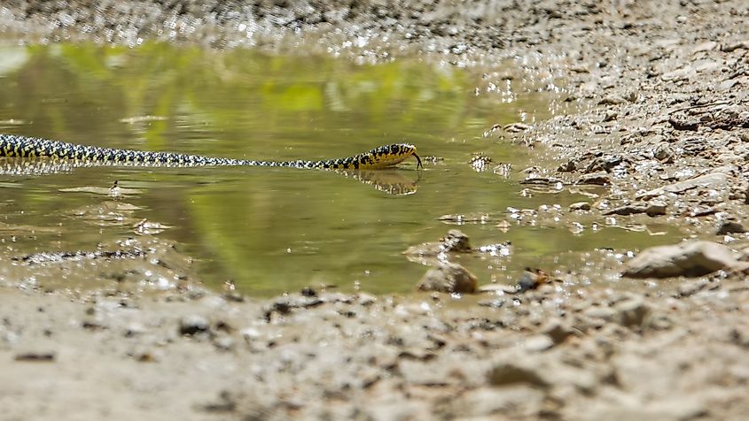 A whipsnake in water.