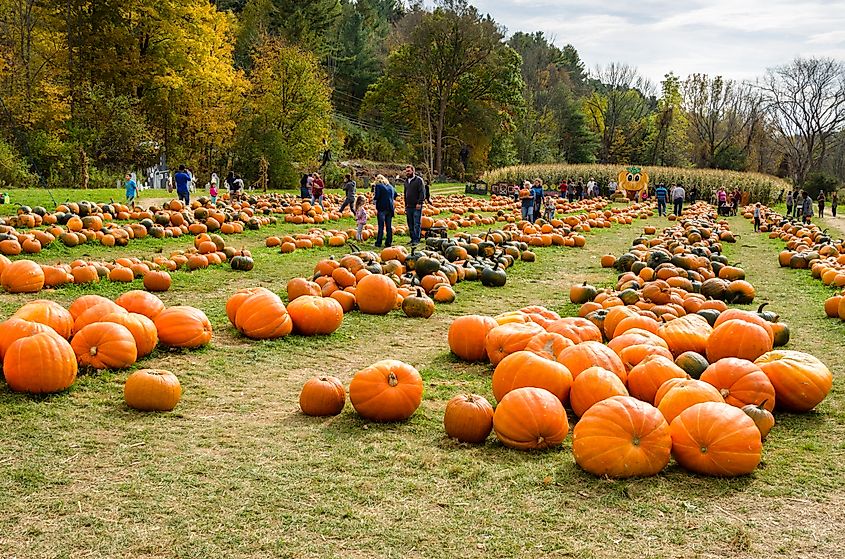 Cheshire, Massachusetts: Adults and Children at the Whitney Farm Market and Pumpkin Feast