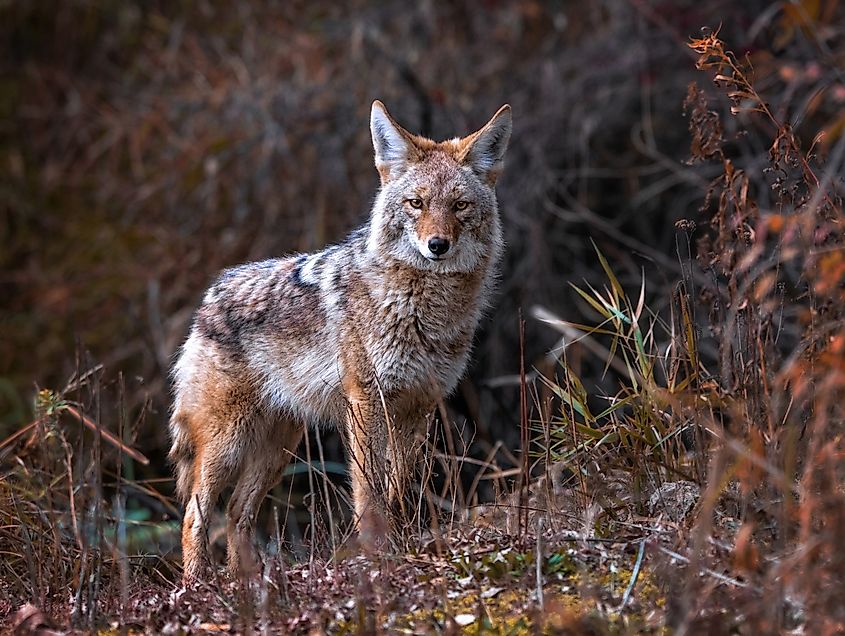 A beautiful photo of a wild coyote in its natural habitat, surrounded by lush vegetation.