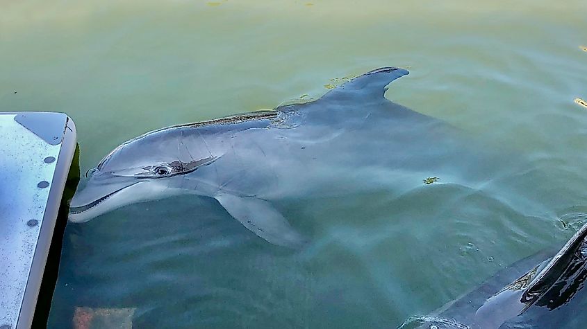 Rescued dolphons at the Dolphon Research Center in Marathon Photo by Bryan Dearsley