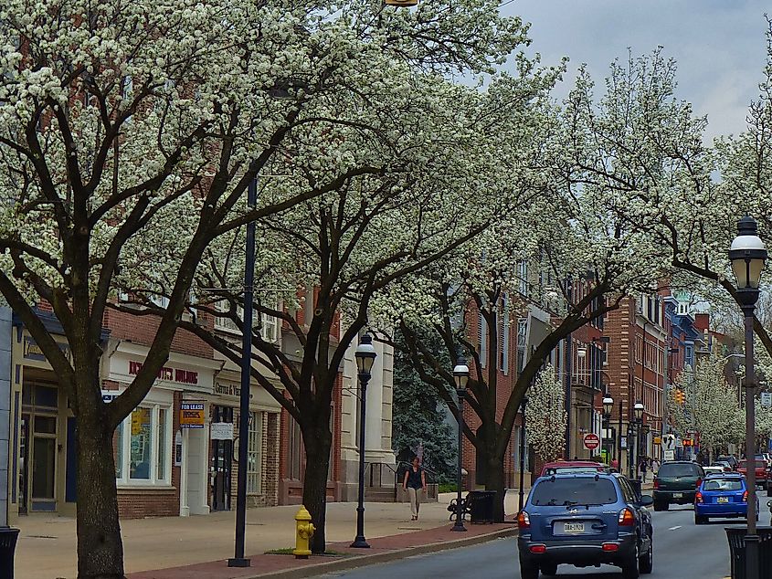 Bradford Pear Trees in York, Pennsylvania.