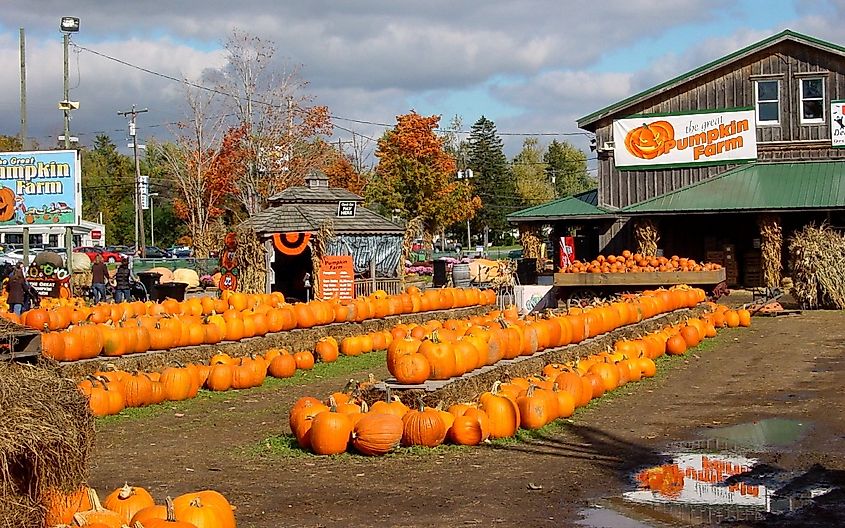 The Great Pumpkin Farm - Clarence, New York.