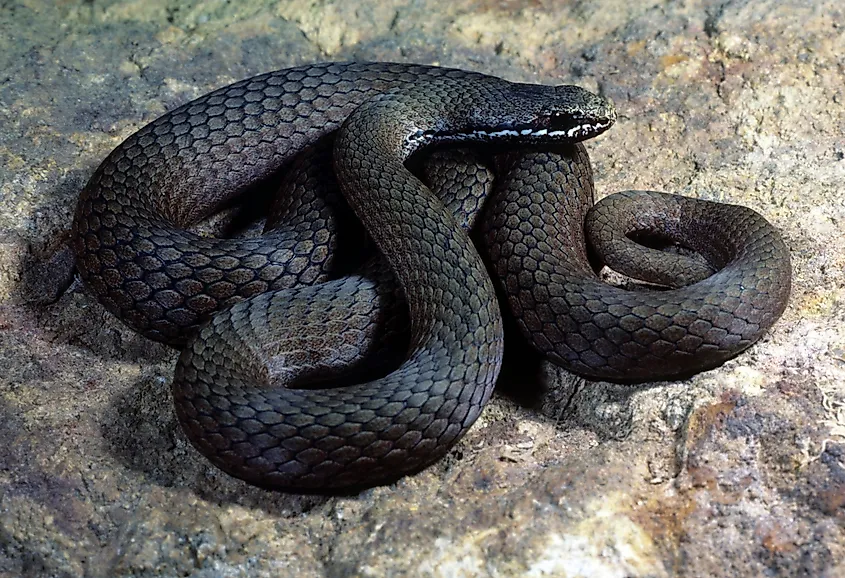 White-lipped Snake - Drysdalia coronoides