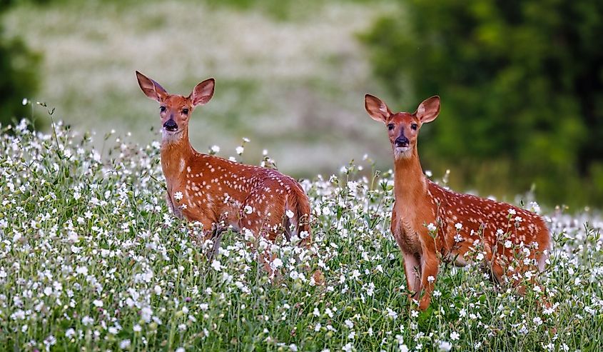 Pair of white-tailed deer (Odocoileus virginianus) fawns with spots standing in a field of wild flowers during summer. 