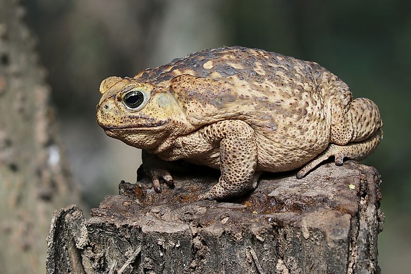 Toadzilla: World's largest toad found, weighs so much that even snakes sweat!