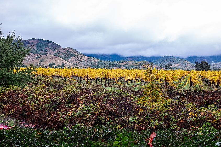 A beautiful view of a vineyard in Calistoga, California