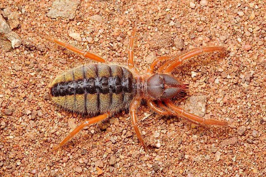 Camel spider (Solpugema sp.) from Ndumo Game Reserve, South Africa.