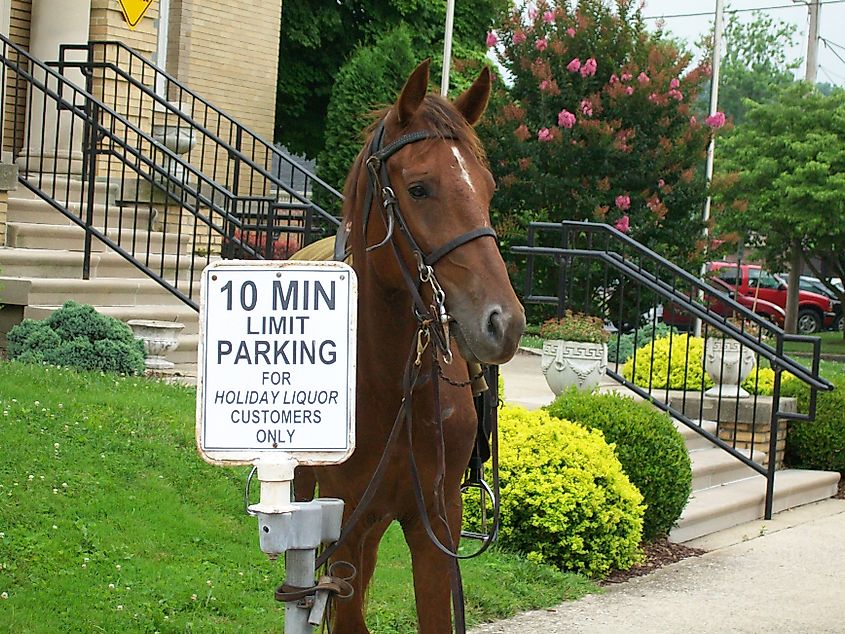 A horse tied to a ten-minute parking sign during the reenactment of the Battle of Corydon.