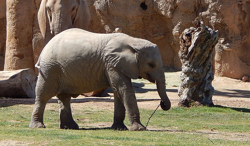 Baby African Elephant walking in its enclosure at Reid Park Zoo in Tucson, Arizona