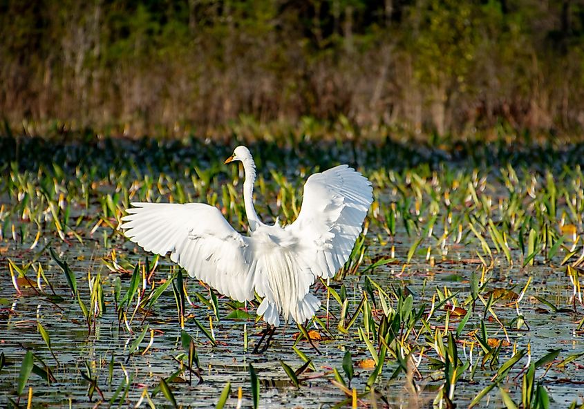 White Egrets in Swamp Habitat at Okefenokee Swamp Area.