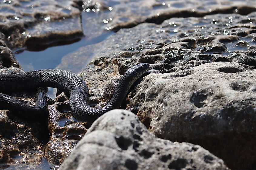 A Northern water snake basking in the warm sunlight on Flowerpot Island, its scales glistening. The serene, rocky landscape provides a perfect backdrop for this natural scene.