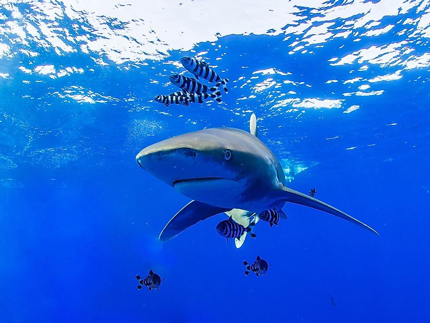 Oceanic whitetip shark in the Red Sea