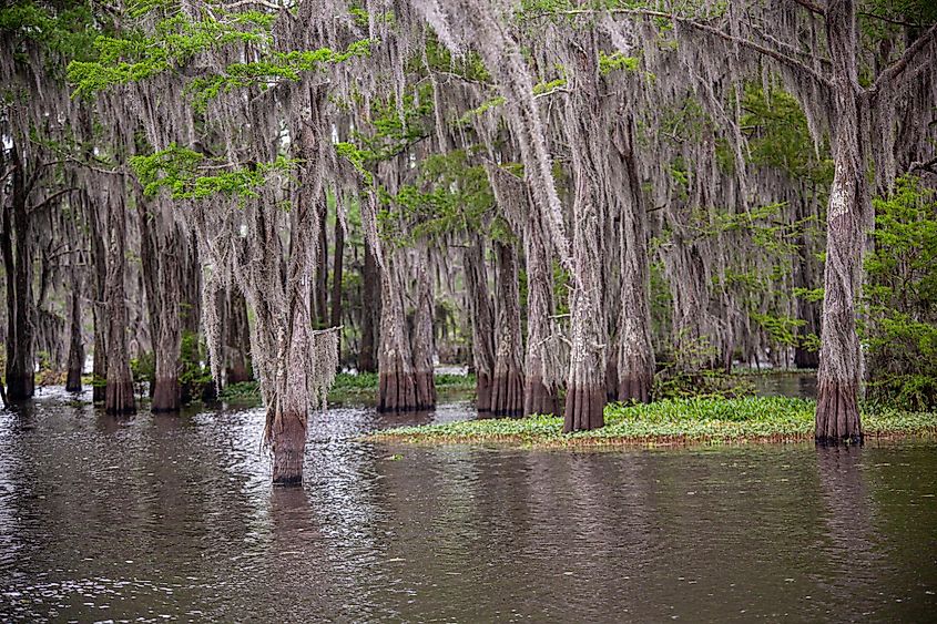 The wild and beautiful Henderson Swamp in Henderson, LA.