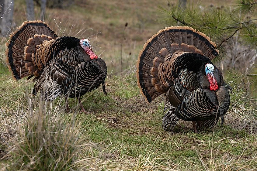 Wild tom turkeys strutting a mating dance.