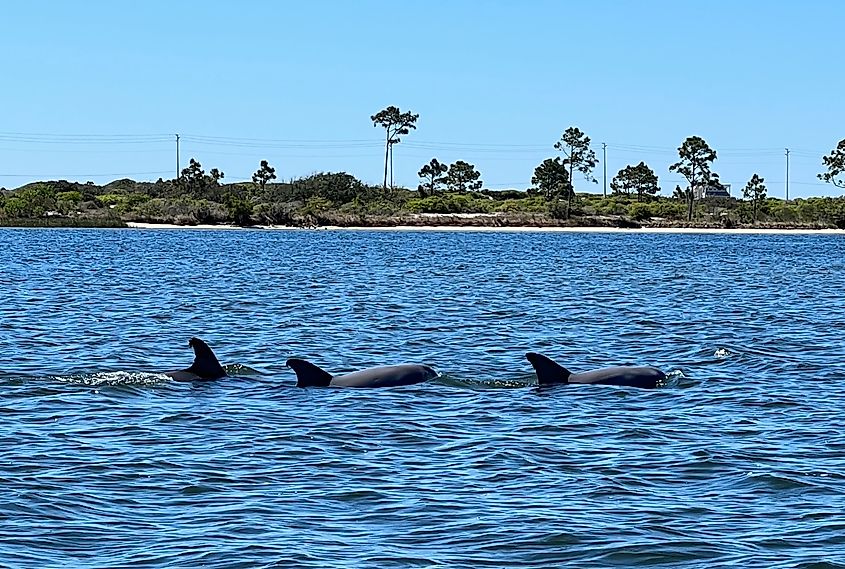 Dolphins in the offshore waters of Alabama.