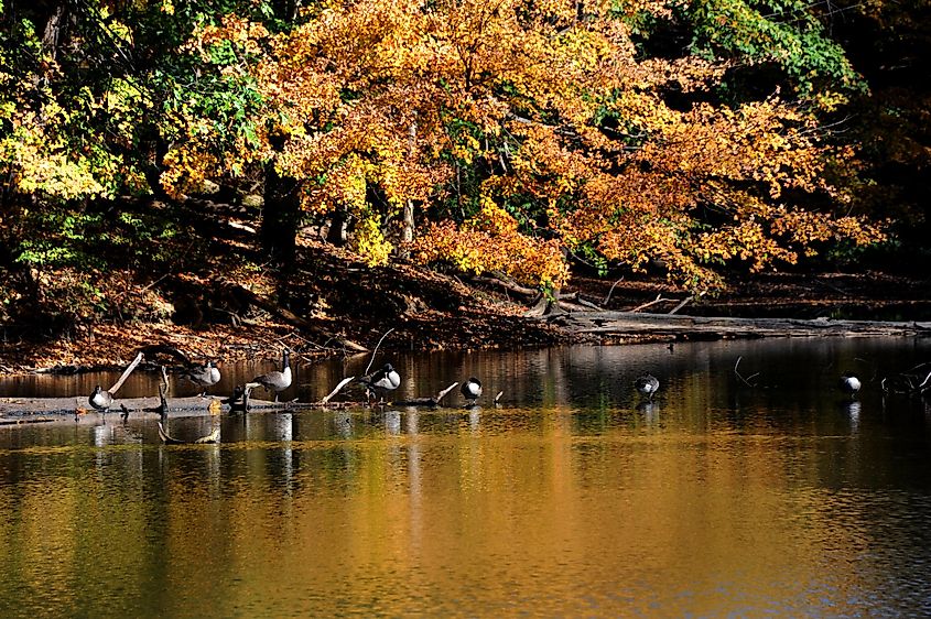 Log, on Poplar Tree Lake, serves as resting place for a flock of Canadian Geese in Meeman Shelby Forest State Park outside of Memphis, Tennessee. 