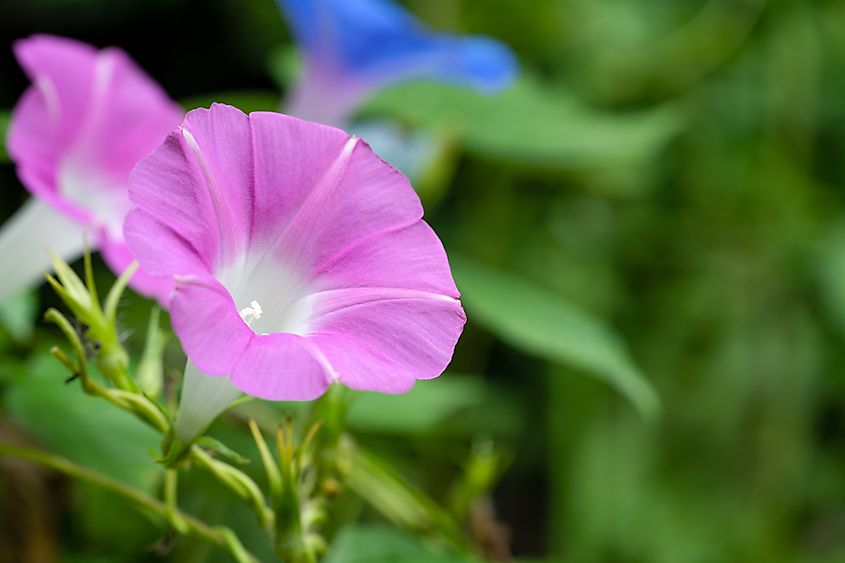 The Morning Glory plant, which aids in the making of rubber products.jpg