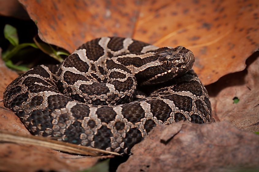 Young Eastern massasauga rattlesnake macro portrait among leaves.