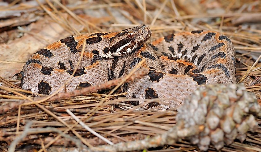 Western Pygmy Rattlesnake in natural environment