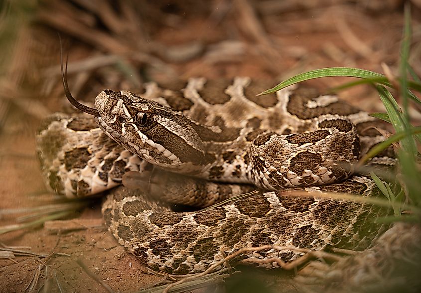 Western massasauga in the grass.