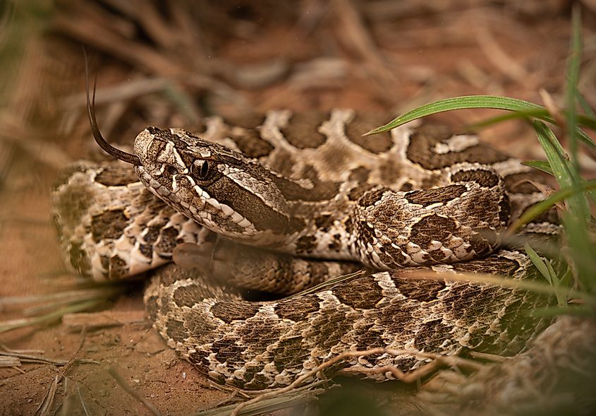 Western Massasauga (Sistrurus catenatus) coiled in grass.